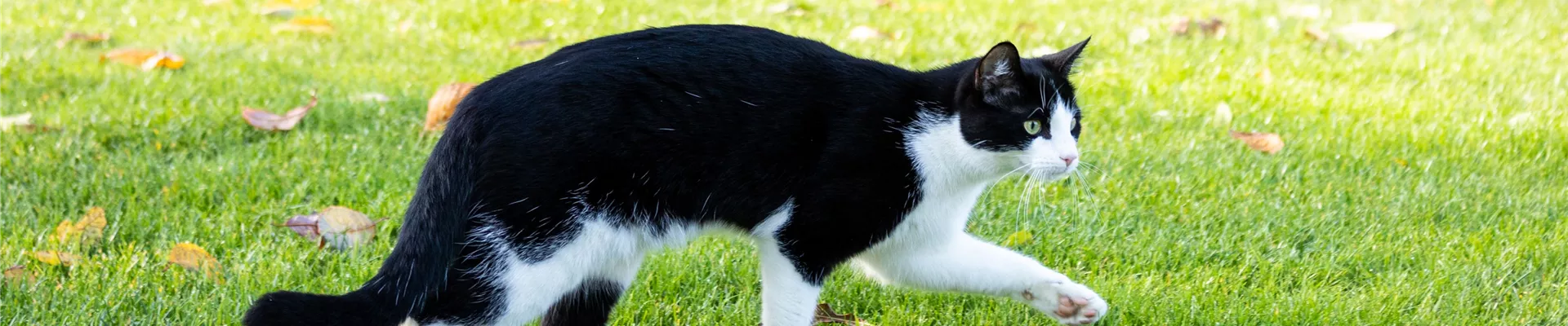 Katze im Garten Katze im Garten